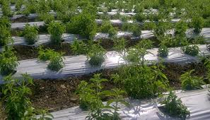 تصویر 3 از نایلون عریض کشاورزی با ضخامت استاندارد مناسب پوشش زمین